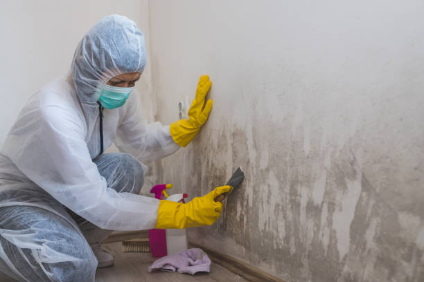 Home Mold Removal in Genola, UT