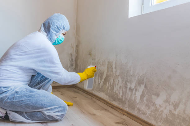 Attic Mold Removal in Genola, UT