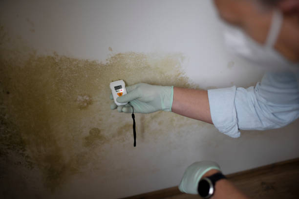 Certified Mold Removal in Genola, UT